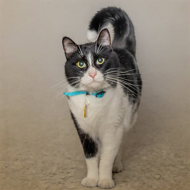 Dante - Domestic Short Hair