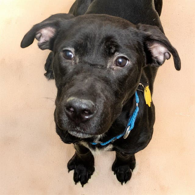 Lilo - Labrador Retriever