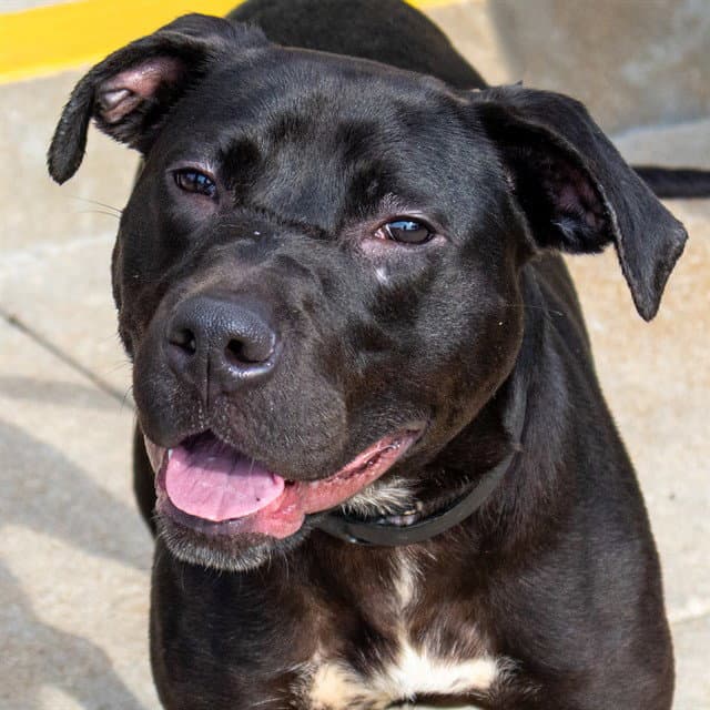 Lilo - Labrador Retriever