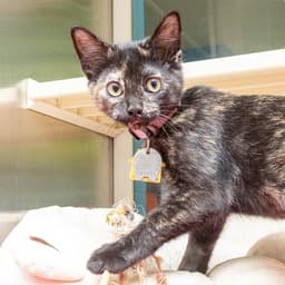 Binx image 1