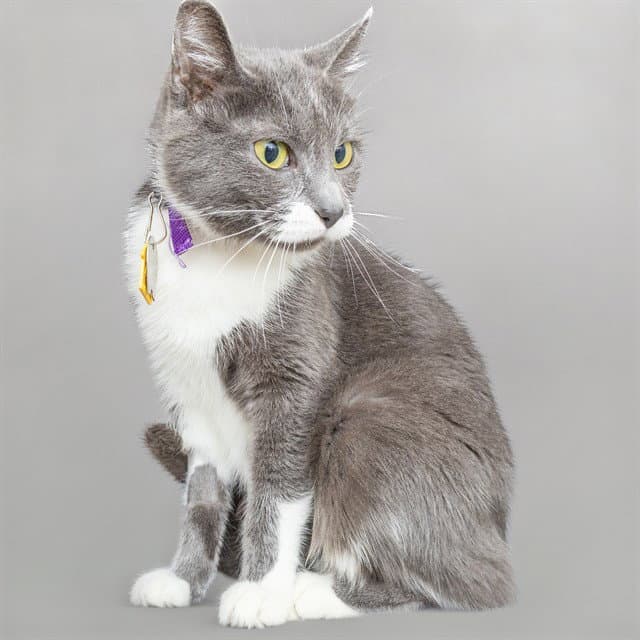 Light Fury - Domestic Short Hair
