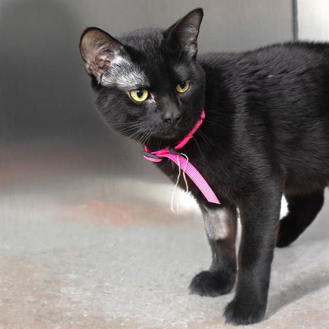 Gonger - Domestic Short Hair