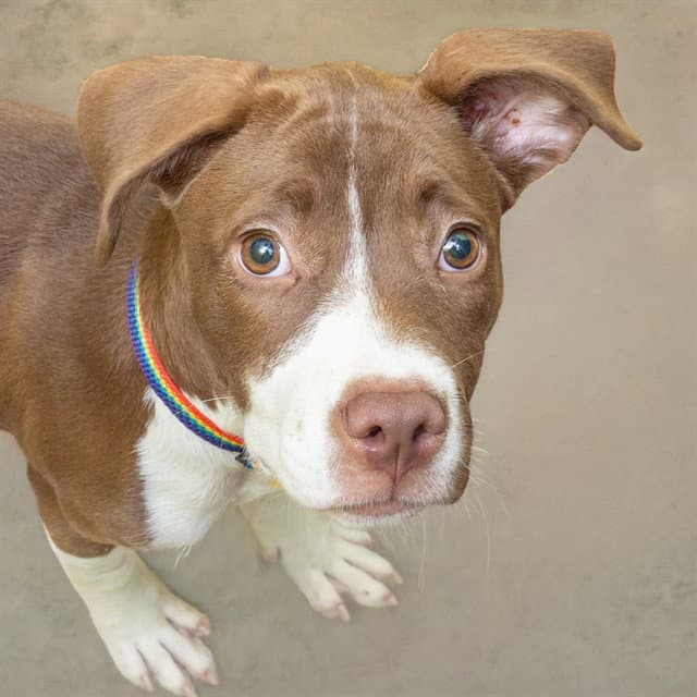 Reggie - Pit Bull Terrier