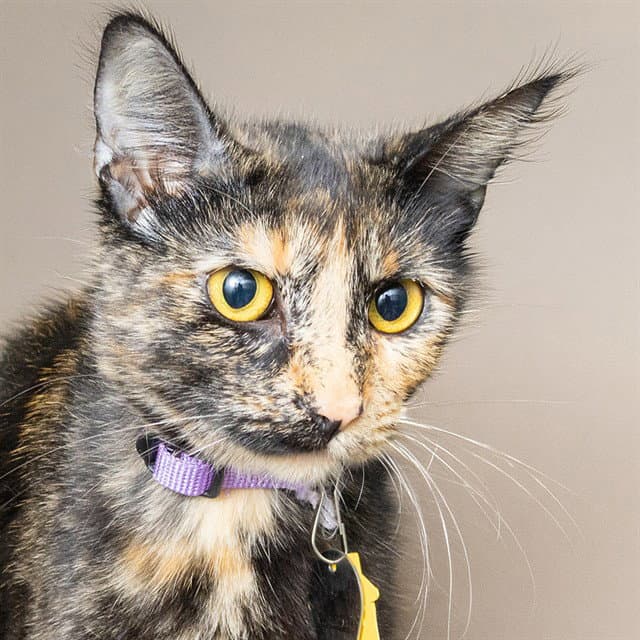 Janice - Domestic Short Hair