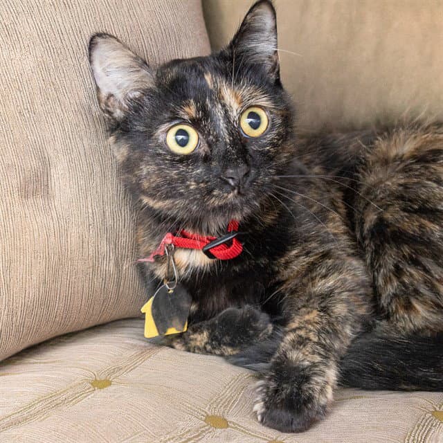 Marjory - Domestic Short Hair