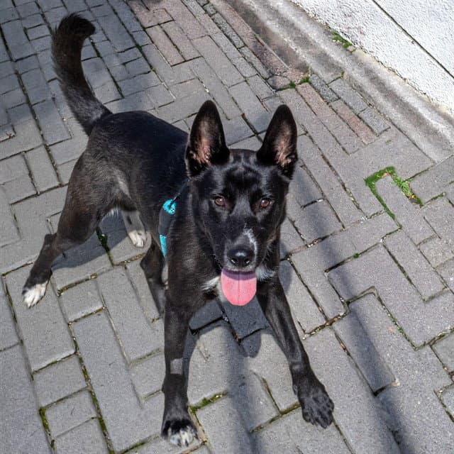 Fozzie - German Shepherd Dog
