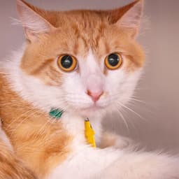 Mr Kitty image 1