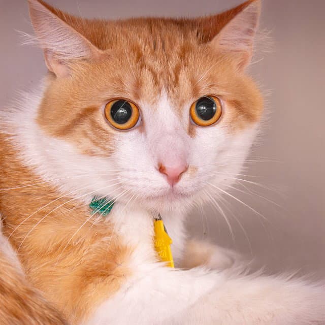 Mr Kitty - Domestic Short Hair