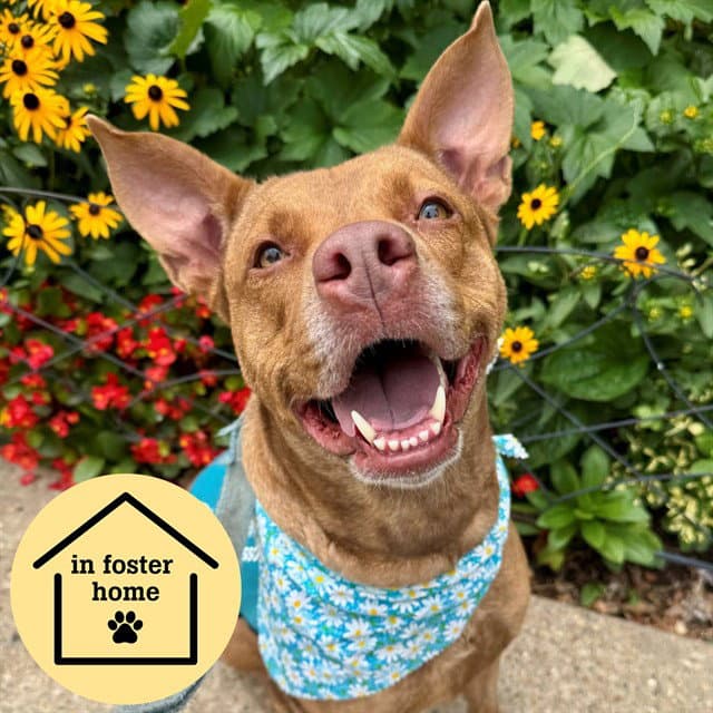 Luna - Pit Bull Terrier