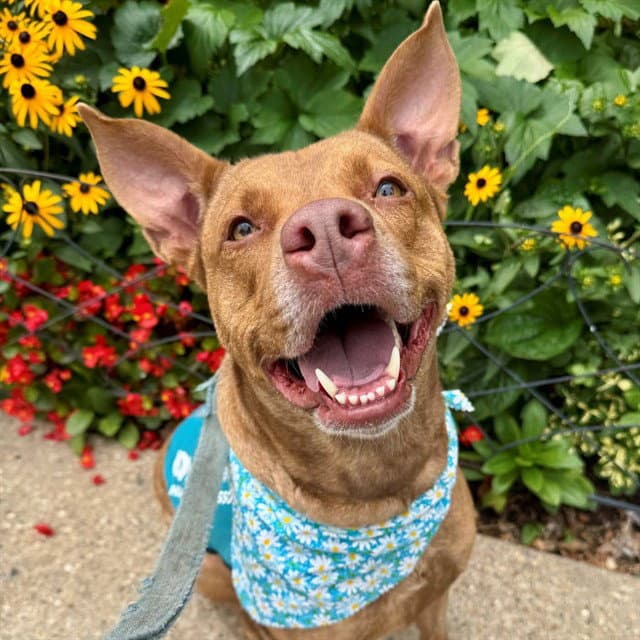 Luna - Pit Bull Terrier