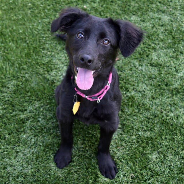 Wyn - Labrador Retriever