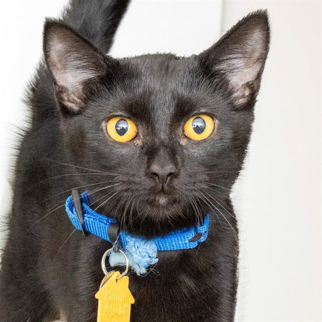 Aye Aye - Domestic Short Hair
