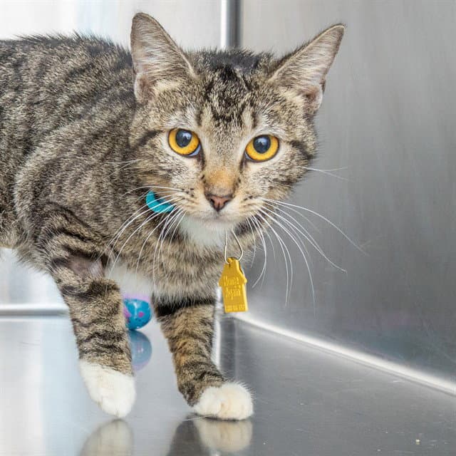 Julia - Domestic Short Hair