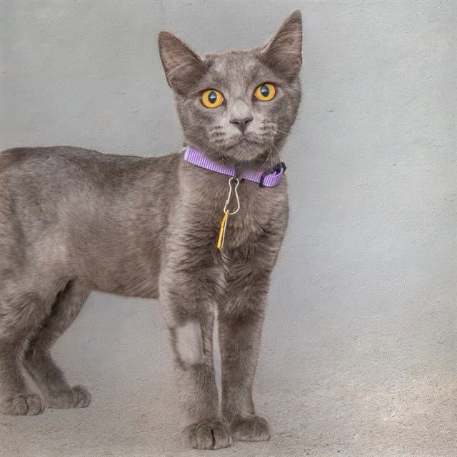 Hiccup - Domestic Short Hair