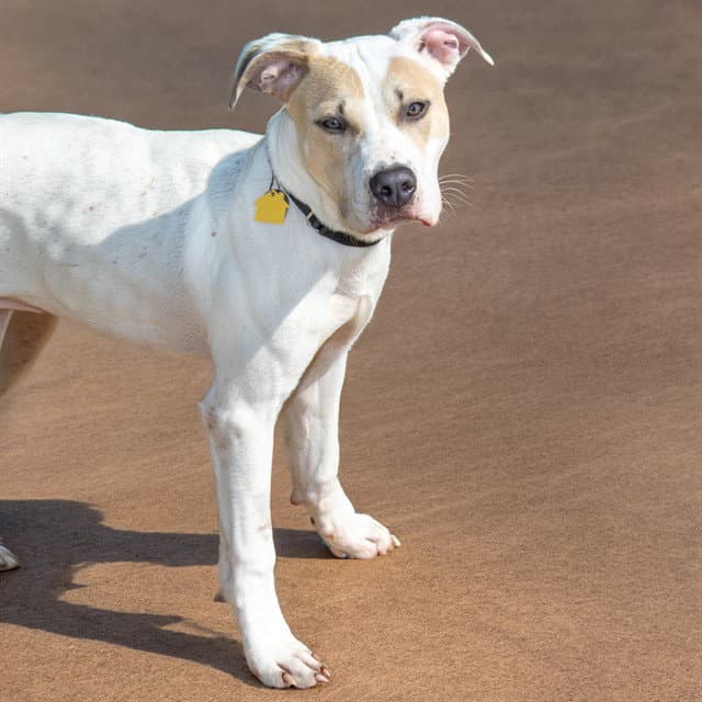 Brad - Pit Bull Terrier