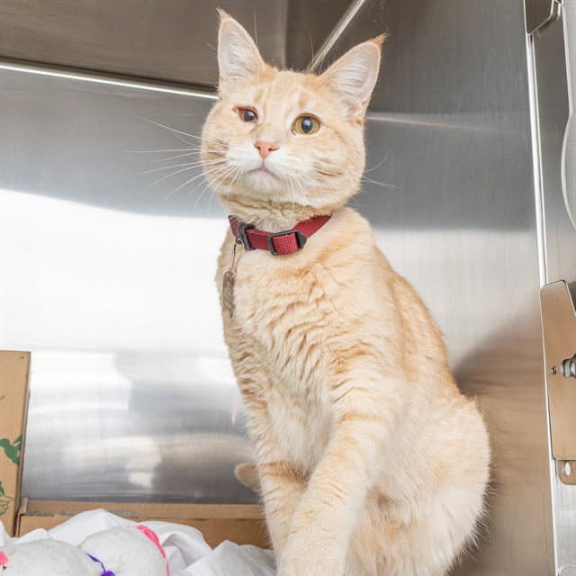 Stellar - Domestic Short Hair