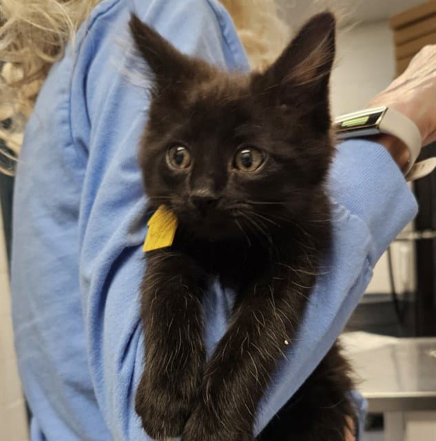 Crow - Domestic Short Hair