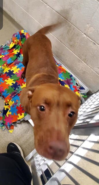 Orangutan - Pit Bull Terrier
