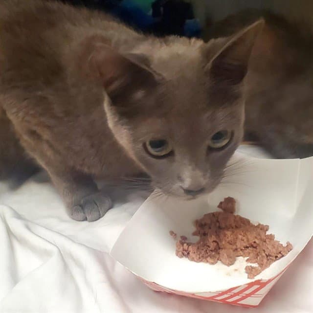 Gracie - Domestic Short Hair