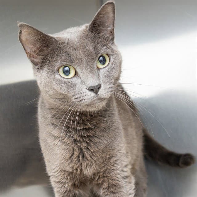 Gracie - Domestic Short Hair