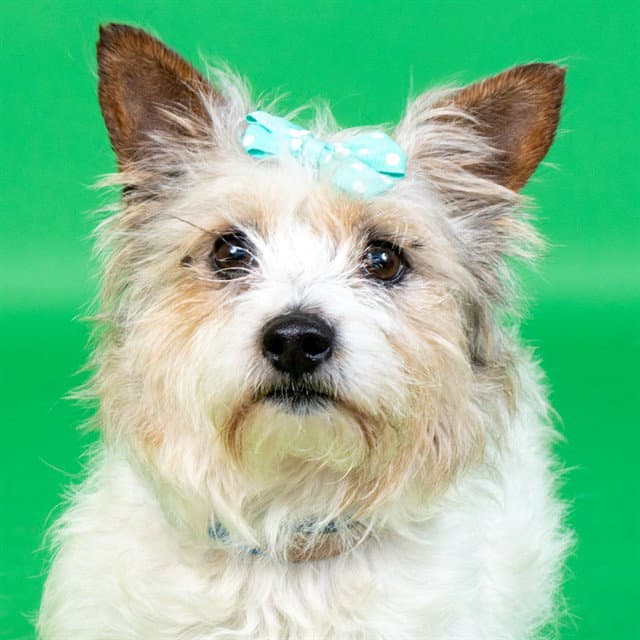 Yoshi - Cairn Terrier