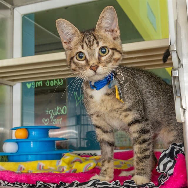 Zip - Domestic Short Hair