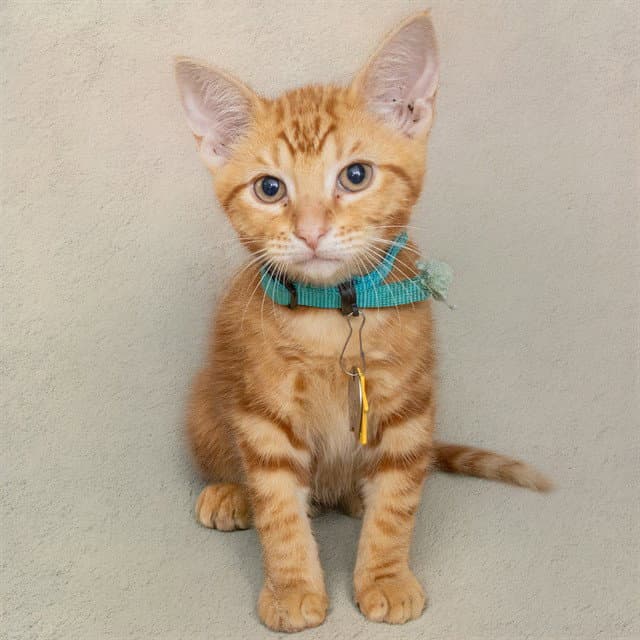 Blacktip Shark - Domestic Short Hair