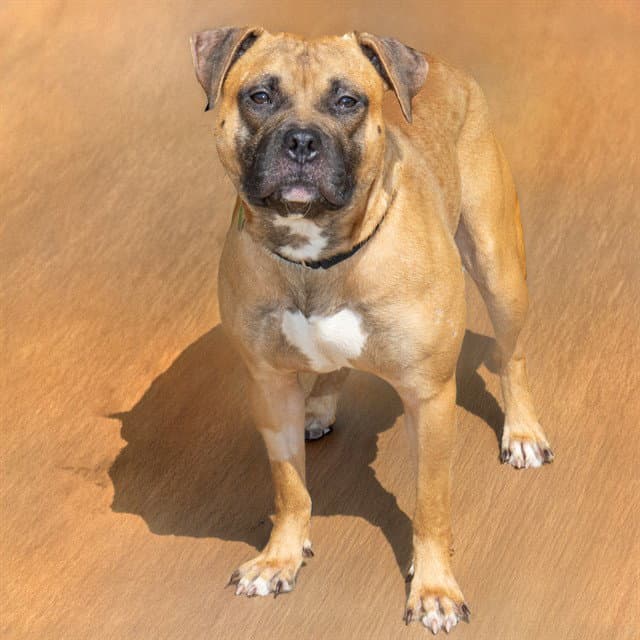 Seal - Pit Bull Terrier