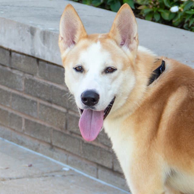 Kyle - Carolina Dog