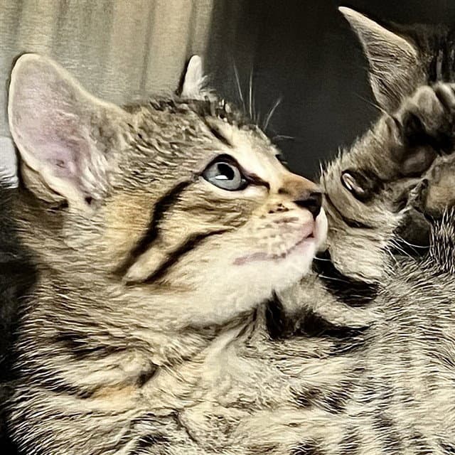 Sunstar - Domestic Short Hair