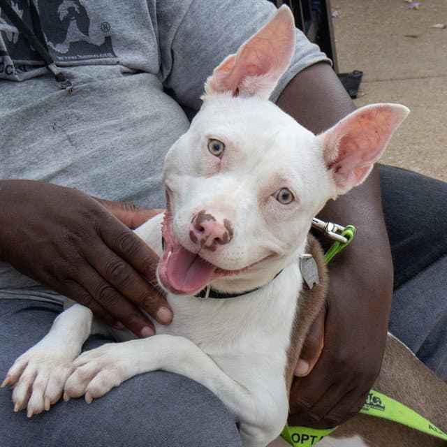 Mokey - Pit Bull Terrier