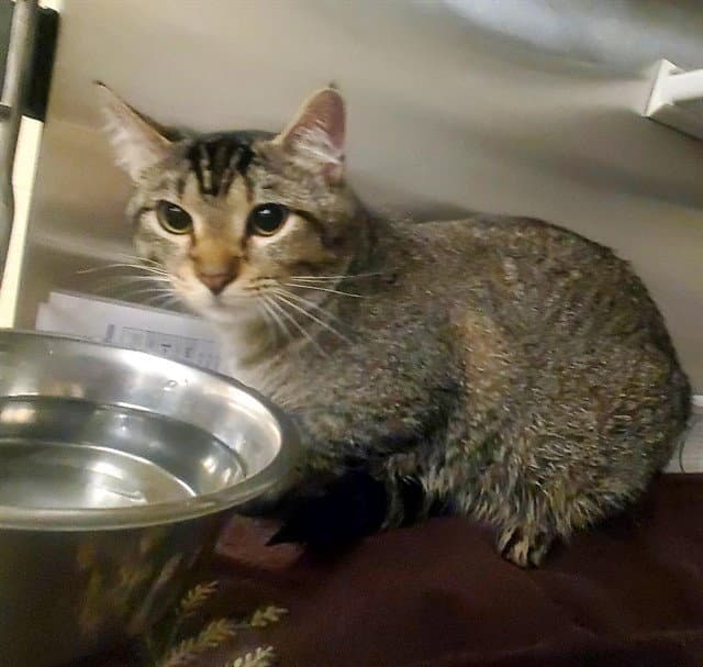 Pepe - Domestic Short Hair