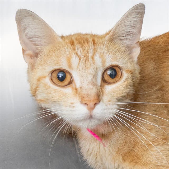 Cheese - Domestic Short Hair