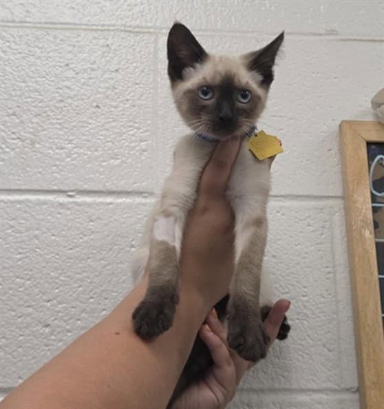 Truffle - Siamese