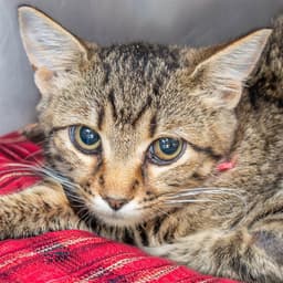 Minette image 1
