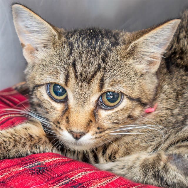 Minette - Domestic Short Hair