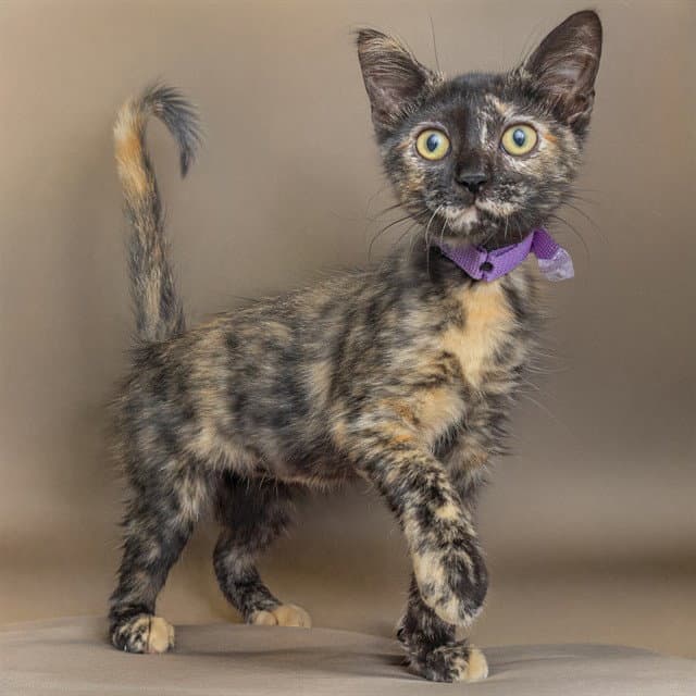 Special K - Domestic Short Hair