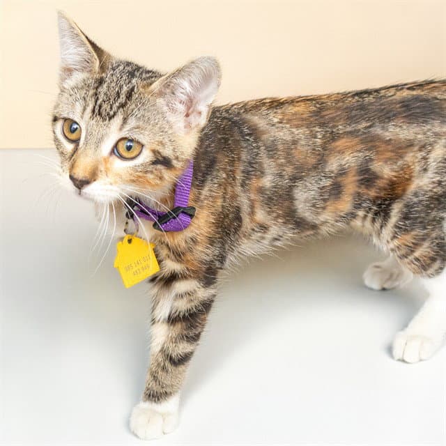 Gabrielle - Domestic Short Hair