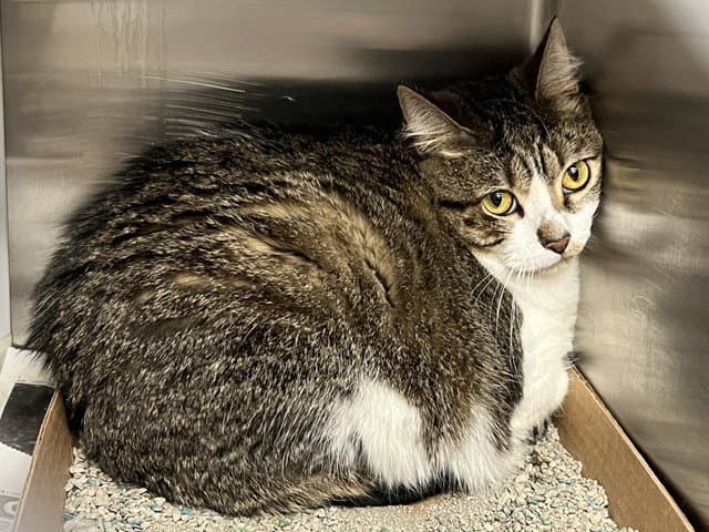 Icis - Domestic Short Hair