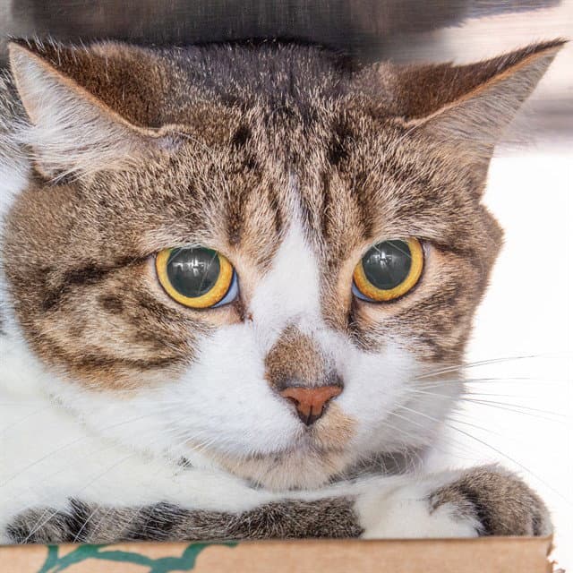 Icis - Domestic Short Hair