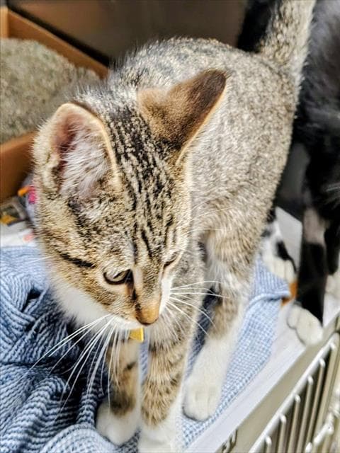Joe - Domestic Short Hair