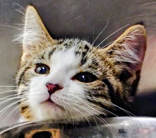 Robin - Domestic Short Hair