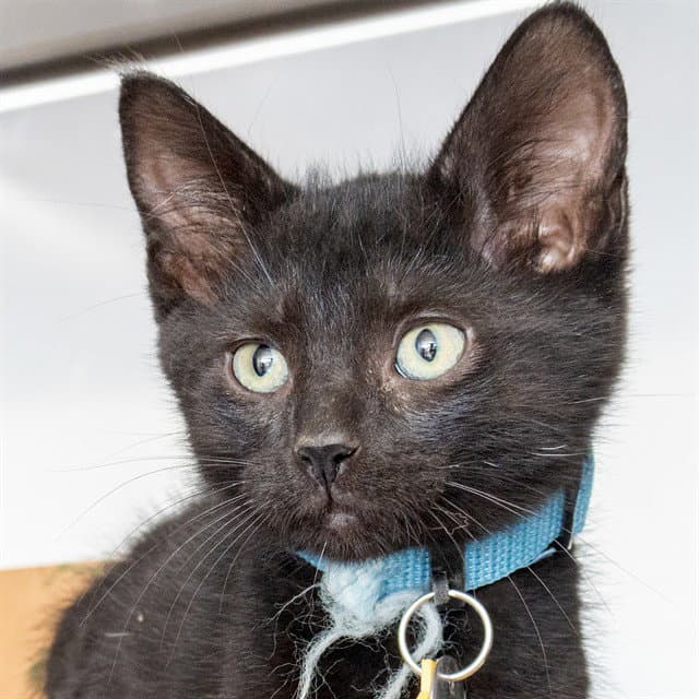 Eel - Domestic Short Hair