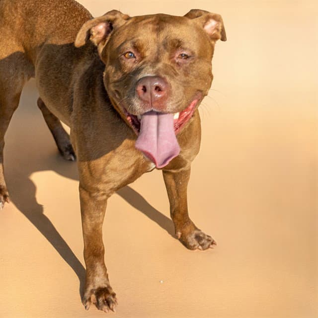 Orangutan - Pit Bull Terrier