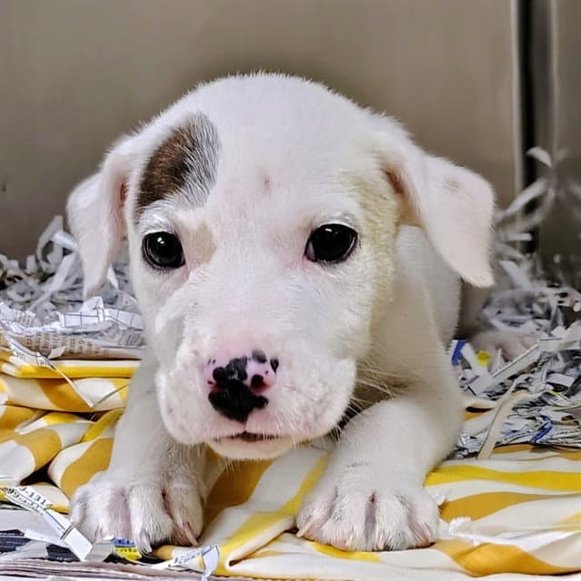 Bryan - Pit Bull Terrier