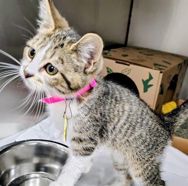 Mouse - Domestic Short Hair