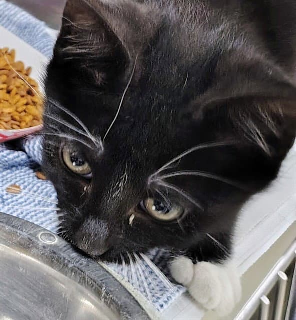 Rizzo - Domestic Short Hair