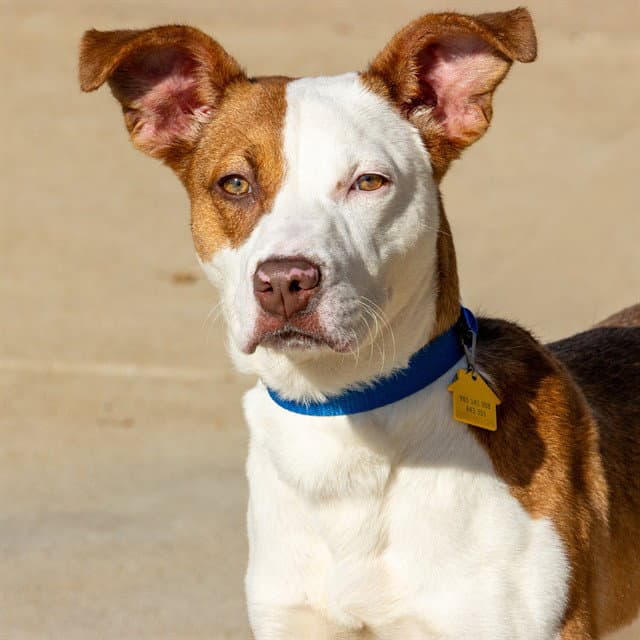 Roxette - Pit Bull Terrier