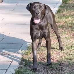 Diva image 1
