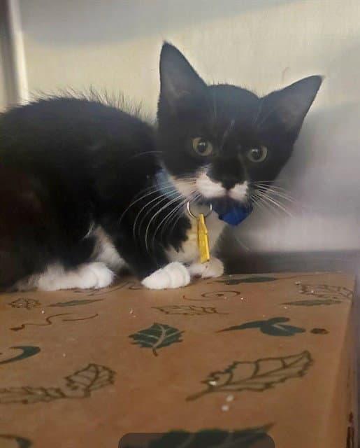 Bernadette - Domestic Short Hair